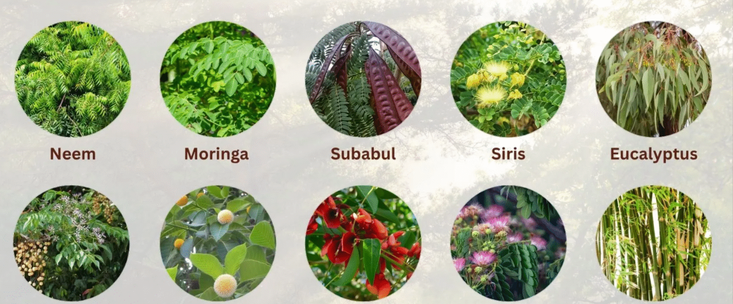 Fastest Growing Tree in India