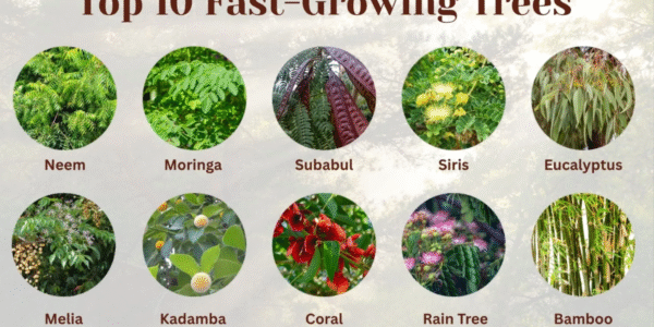 Fastest Growing Tree in India