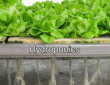 Hydroponics